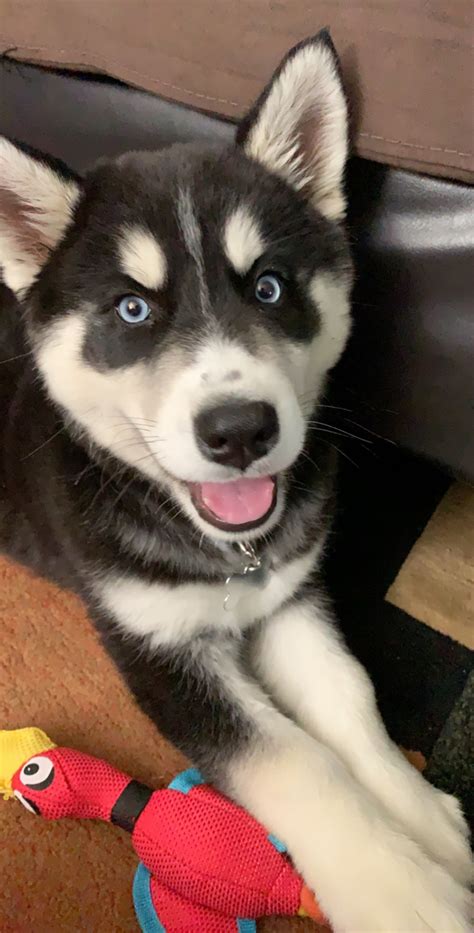 Siberian husky club is designed to help people that love huskies, or think they may love huskies if given the chance. Alaskan Husky Puppies For Sale | Chula Vista, CA #297665