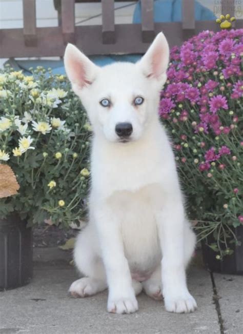 He is an aca registered boston terrier and is the perfect mix of cute and fun! Shepsky Puppies For Sale Ohio