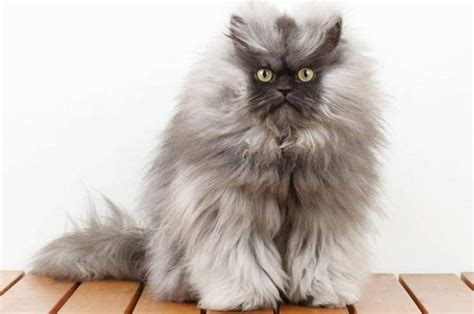 As a certified member of the fluffiest cat breed club, this adorable kitty will need some coat. Hair kitty kitty kitty - meet the world's fluffiest cat ...