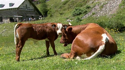 Maybe you would like to learn more about one of these? Alm-Gefahren: „Wanderer setzen Kinder auf Kühe" - salzburg ...