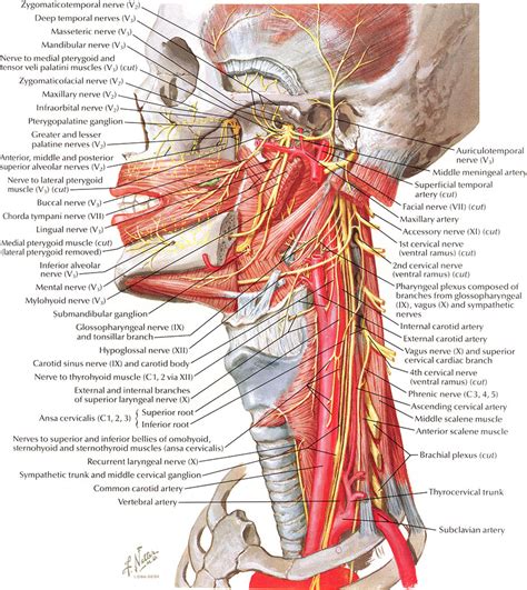 The structures of the neck are primarily supplied by the external carotid artery (anterior branches) and the subclavian artery (vertebral artery, thyrocervical trunk, and costocervical trunk). Netter on Anatomy