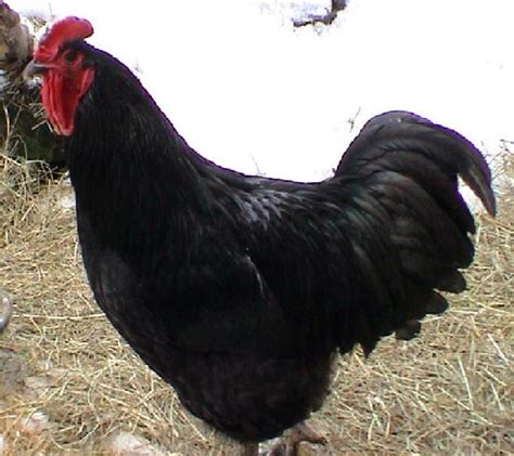 No wonder women love black cock. Breed Savers: Rhode Island Reds