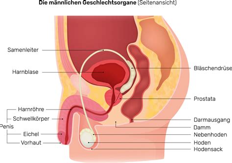 Seine länge beträgt zwischen 2 und 5 zentimetern. Der Intimbereich beim Mann ist mit zarter Intimhaut ...