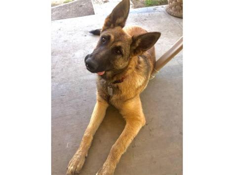 If you are unable to find your malinois puppy in our puppy for sale or dog for sale sections, please consider looking thru thousands of malinois dogs for adoption. 10 Belgian Malinois Puppies for sale in Modesto ...