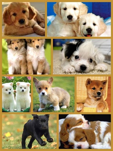 A program that focuses on the scientific study of the psychological and neurological bases of animal sensation, perception, cognition, behavior, and behavioral interactions within and outside the species. Cute Puppy collage | Cute puppies, Puppies, Animals