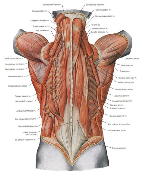 By the middle line of the back is a longitudinal groove back (sulcus dorsi). The Deeper Muscles Of The Back | Muscle anatomy, Human ...