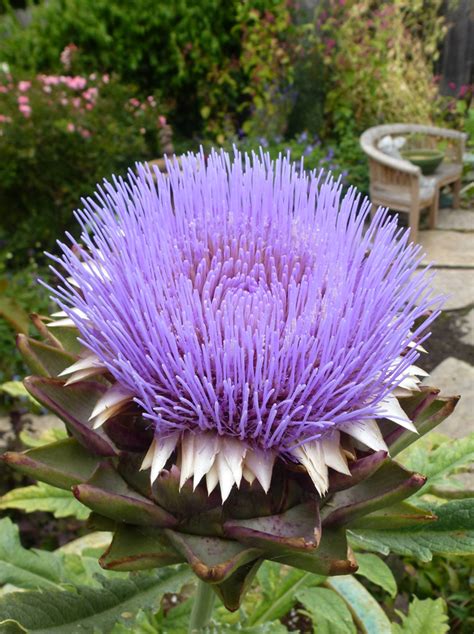 Artichokes are planted at different times of the year, depending on the climate. Artichoke 'Opera' - Buy Online at Annie's Annuals