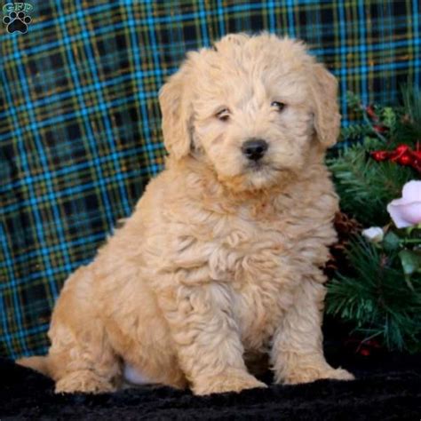 Check out the lovable & friendly goldendoodles puppies for sale from pa's goldendoodle breeder yankee doodles and poodles. Double Doodle Puppies For Sale Pa