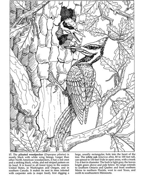 We have now placed twitpic in an archived state. Colouring-in page - sample from 'Forest Animals Coloring ...