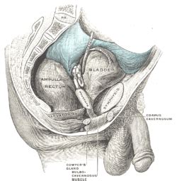 The organs of reproduction in the male comprise the paired testes, epididymides, ductus (vasa) deferentia, seminal the reproductive organs described here are those that lie within the pelvis, namely the prostate, the seminal on each side of the prostate is the medial border of levator ani. Recto-vesical pouch - Wikipedia