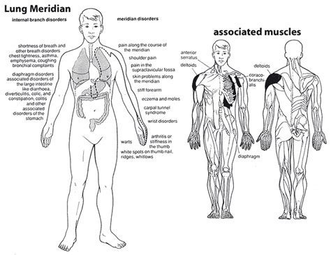 The large intestine meridian is a yang meridian and paired with the lung meridian. Foods That Benefit Each Body System | Meridians ...