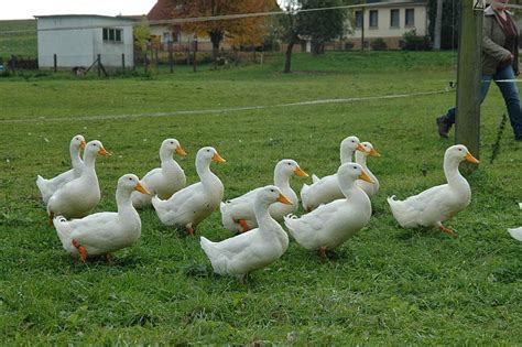 American pekin duck owner's manual. Papergreat: 5/4/14 - 5/11/14