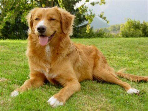 Nova scotia is one of canada's atlantic provinces. Nova Scotia Duck Tolling Retriever Bilder & Fotos - Hund.ch