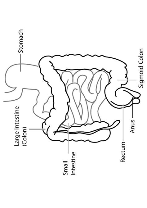 See our coloring sheets collection below. Biology: Coloring Pages & Books - 100% FREE and printable!