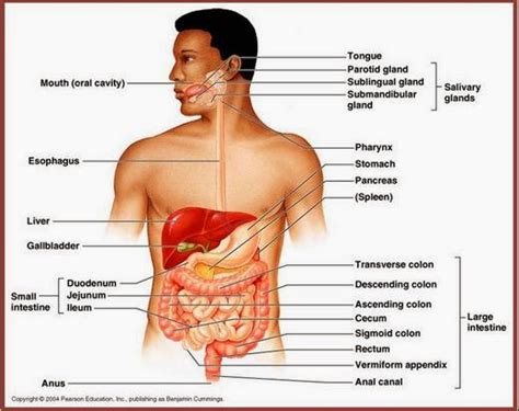 Proses pengolahan makanan dan minuman itu melibatkan berbagai organ yang ada di dalam tubuh manusia. Sistem Pencernaan pada Manusia Materi Lengkap Biologi