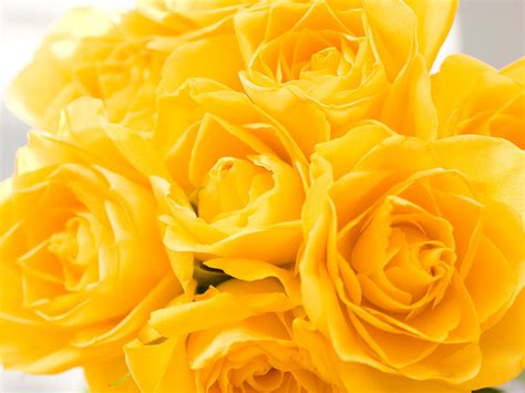 Customize and personalise your desktop, mobile phone and tablet with these free wallpapers! Yellow Rose Backgrounds (72 Wallpapers) - HD Wallpapers