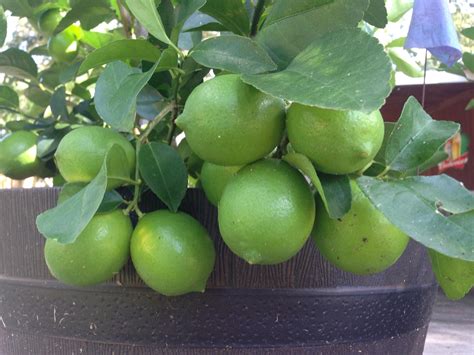 Because all fertilizer varies in application rates, fertilize according to the fertilizer's packaging directions. My lime tree killed it this year. Despite the fact that I ...