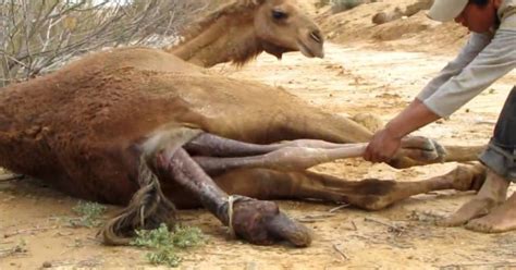 A camel's droppings are also very dry. Teenager Directed To Marry The Camel He Impregnated By ...