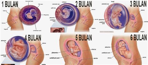 Keadaan ibu hamil ketika umur kandungan 17 minggu. Perkembangan Janin pada Setiap Trimester | Belajar Itu Mudah