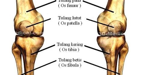 Panduan cara atasi sakit lutut dan membuat obat nyeri sendi berbahan herbal alami dengan teknik sederhana, sama seperti perawatan medis oleh dokter. TIP-TIP KESIHATAN - BLOG YANG PATUT DIBACA: APA ITU ...