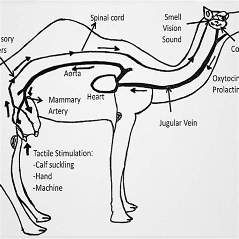 Dromedary, dromedary camel or arabian camel, camelus dromedarius, is a domesticated animal, and there is no one surviving in wild most probably. Llactating udder of an adult female of Majaheem breed ...