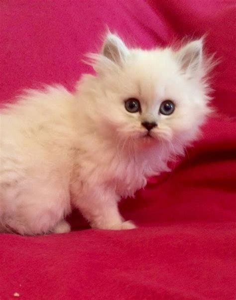 You can find the profiles of persian cat breeds included personality, history, prices, cat pictures, cat health info, and more. Persian Cats For Sale | Spokane, WA #160457 | Petzlover