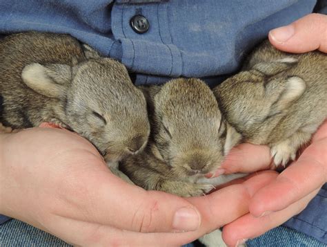 Es handelt sich bei ihnen. Drei Wildkaninchen-Babys gerettet - Gänserndorf