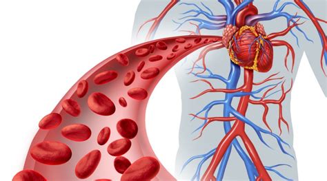 Typische symptome sind dicke, blaue, oftmals geschlängelte adern an den beinen. Angiologie Venen - Internist Wien