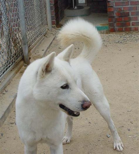 During the six decades of dutch activity 2,000,000 to 4,000,000 sika skins were exported to japan and china, contributing to the eventual extinction of the subspecies on the island. Jindo - Appearance - Coat Colors Proper