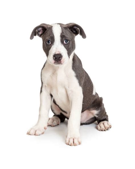 See more ideas about pitbull puppies, puppies, cute dogs. Pitbull Puppy Stock Photos, Pictures & Royalty-Free Images ...