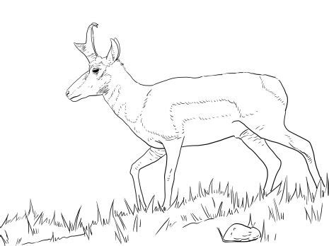 Horses are a species of villager in the animal crossing series. Male Pronghorn | Horse coloring pages, Coloring pages ...