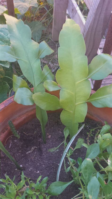 Epiphyllum part 1 how to prune/trim epiphyllum cactus. Epiphyllum oxypetalum | Suculentas y Cactus