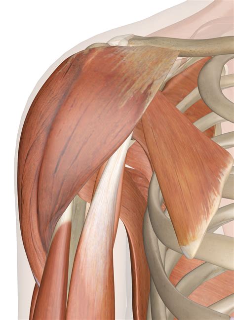 There are three muscles that lie in the pectoral region and exert a force on the upper limb. Diagram Of Human Shoulder Muscles / Shoulder Anatomy ...