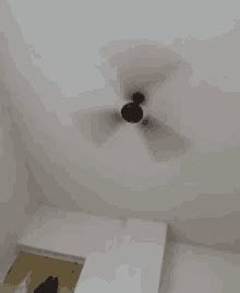 Gif of the day skull art optical illusions pretty cool installation art dark art art blog animated gif ceiling fan. Ceiling Fan Funny GIFs | Tenor