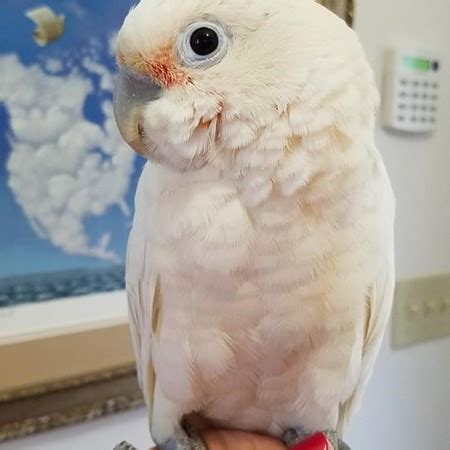 Their species are famous for frequently being kept as pet birds.this is why they are also popularly known as being family birds! Goffin Cockatoo #172168 for sale in East Stroudsburg , PA