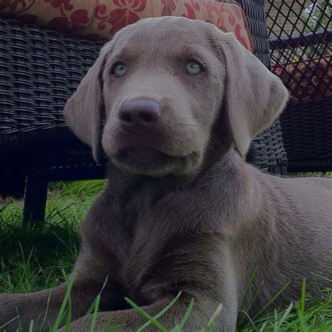 The labrador dog is also sometimes also called the st. My baby Blu | Ghost dog, Cute animals, Pup