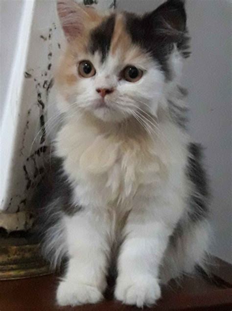 Check spelling or type a new query. √ Kumpulan Gambar Kucing Lucu Imut Sangat Menggemaskan ...