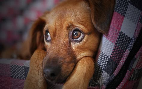 Día de la independencia de colombia. ¿Por qué se celebra el Día Mundial del Perro el 21 de julio?