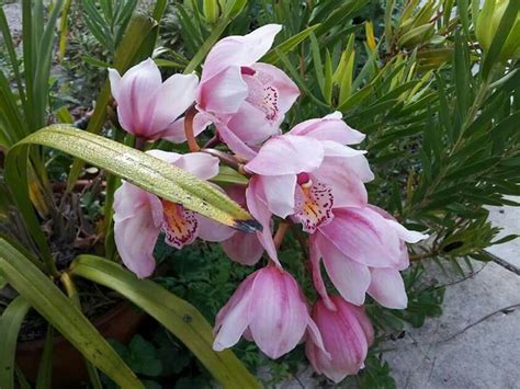 Blooming cactus flowers in the spring. Cymbidium in Walnut Creek | Flowers, Plants, Walnut creek