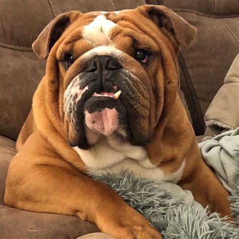 You can't mistake a bulldog for any other breed. Pin on English Bulldogs