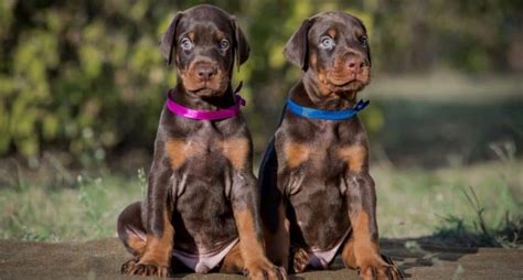 Maybe you would like to learn more about one of these? How Much To Feed Doberman Puppy | 4 Week - 6 Week - 8 Week Old