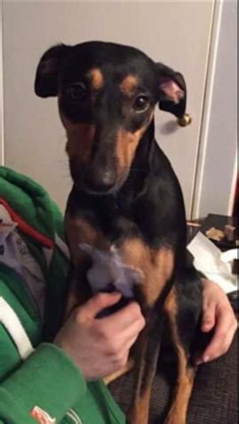 Do you have a question about this achievement? Lola - 3 year old female Manchester Terrier cross Whippet ...