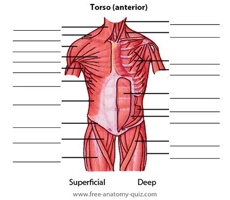 To draw the human torso, understand the shape of the torso, and learn the major muscle groups, their origin and insertion points, then practice as much we are focusing solely on muscles we absolutely need to know to draw the torso well. Free Anatomy Quiz - The Muscles of the Torso (anterior) Image