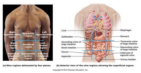 To the right and left of the epigastric region. Anatomy and Physiology I Coursework: Nine Abdominopelvic ...