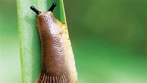 The agricultural industry relies heavily on the application of pesticides to protect crop yields from damage. How to control slugs with integrated pest management ...