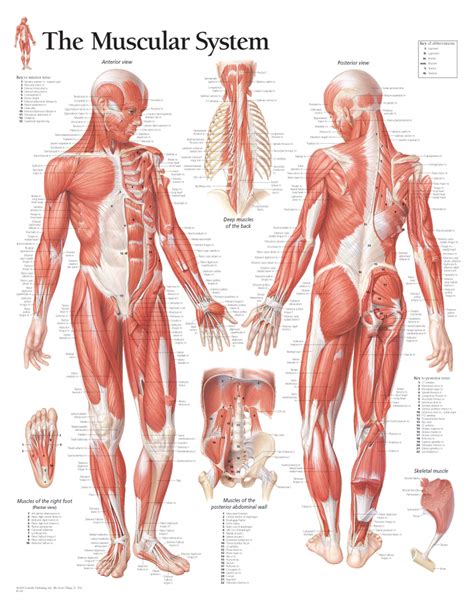 Back muscle anatomy chart 744×1140. Male Muscular System 1100 - Anatomical Parts & Charts