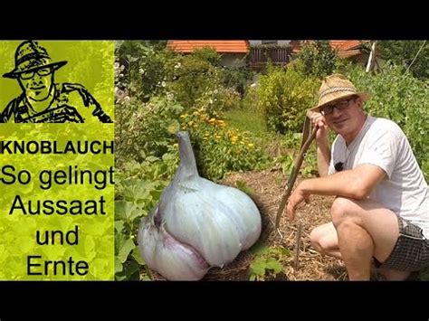 Stecken sie zehen im frühen herbst oder zeitigen frühjahr an einen sonnigen platz. Knoblauch im Garten - so funktioniert's - YouTube