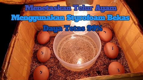 Check spelling or type a new query. Cara Menetaskan Telur Ayam Menggunakan Styrofoam Bekas ...