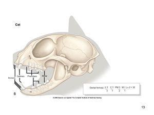 It is recommended to wait until 6 months when possible. Dental Formula - Cat - WikiVet English (Dengan gambar)