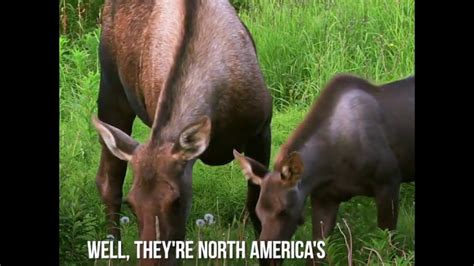 They are also the tallest mammals in north america. How Big Is A Moose, Really? - YouTube